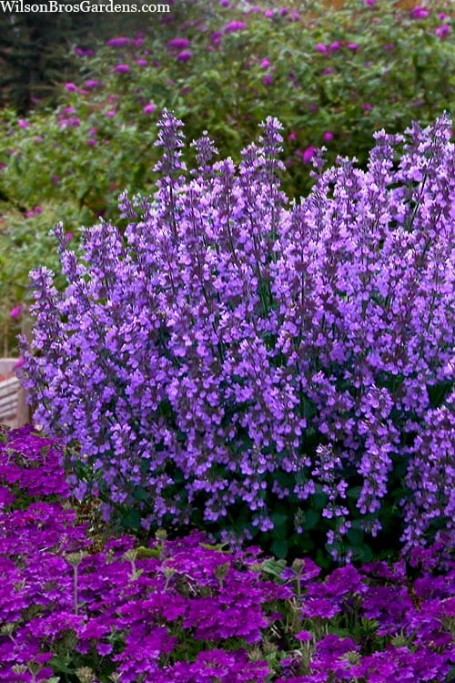 Cats Pajamas Catmint - 1 Gallon Pot 3 Cats Pajamas Catmint - 1 Gallon Pot