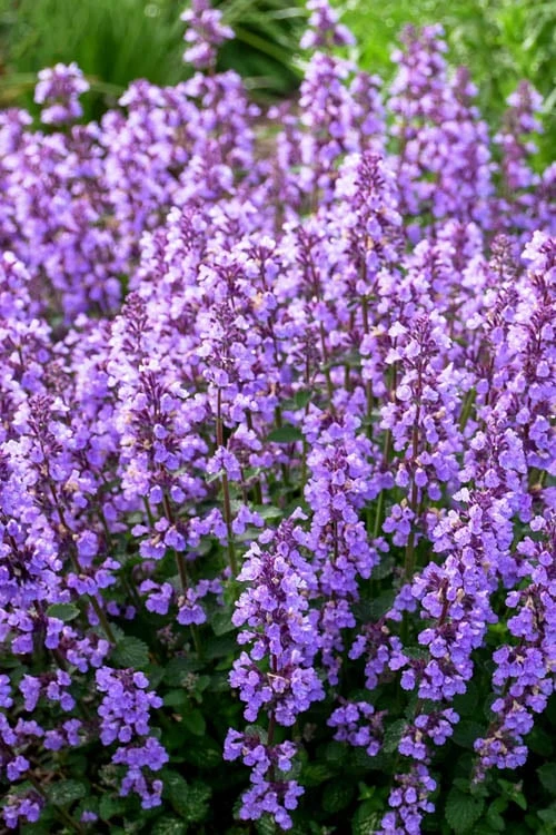 Cats Pajamas Catmint - 1 Gallon Pot 7 Cats Pajamas Catmint - 1 Gallon Pot - Image 5