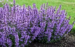 Cats Pajamas Catmint - 1 Gallon Pot 10 Cats Pajamas Catmint - 1 Gallon Pot -Garden Plant Seeds nepeta cats pajamas catmint 4