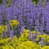 Summer Magic Catmint (Nepeta Grandiflora) - 6 Pack Of 1 Gallon Pots -Garden Plant Seeds nepeta grandiflora summer magic catmint 2