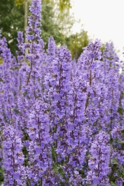 Summer Magic Catmint (Nepeta Grandiflora) - 6 Pack Of 1 Gallon Pots -Garden Plant Seeds nepeta grandiflora summer magic catmint 3
