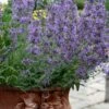 Little Trudy Catmint - 5 Pack Of Quart Pots -Garden Plant Seeds nepeta little trudy catmint 11