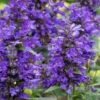 Neptune Catmint (Nepeta) - 1 Gallon Pot -Garden Plant Seeds nepeta neptune catmint 6