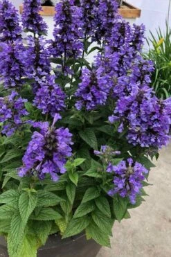 Neptune Catmint (Nepeta) - 1 Gallon Pot -Garden Plant Seeds nepeta neptune catmint 7