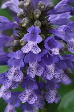 Blue Prelude Catmint (Nepeta) - 1 Gallon Pot -Garden Plant Seeds nepeta prelude blue catmint 1