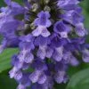 Blue Prelude Catmint (Nepeta) - 1 Gallon Pot -Garden Plant Seeds nepeta prelude blue catmint 2