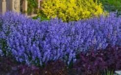 Purrsian Blue Catmint (Nepeta Faassenii) - 1 Gallon Pot -Garden Plant Seeds nepeta purrsian blue catmint 1