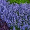 Purrsian Blue Catmint (Nepeta Faassenii) - 1 Gallon Pot -Garden Plant Seeds nepeta purrsian blue catmint 2