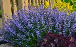Purrsian Blue Catmint (Nepeta Faassenii) - 1 Gallon Pot -Garden Plant Seeds nepeta purrsian blue catmint 3