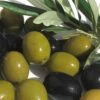 Arbequina Olive Tree - 7 Gallon Pot (4-5') -Garden Plant Seeds olive arbequina 5 1