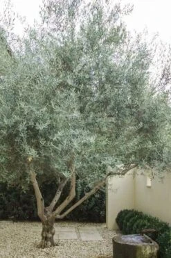 Arbequina Olive Tree - 5 Gallon Pot -Garden Plant Seeds olive tree arbequina 4