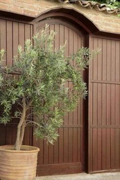 Arbequina Olive Tree - 5 Gallon Pot -Garden Plant Seeds olive tree arbequina 6