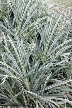 Silver Mist Mondo Grass - 6 Pack Of Pint Pots 11 Silver Mist Mondo Grass - 6 Pack Of Pint Pots -Garden Plant Seeds ophiopogon japonicus silver20mist modo grass 2
