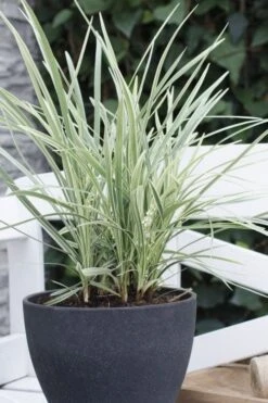 Silver Mist Mondo Grass - 6 Pack Of Pint Pots 13 Silver Mist Mondo Grass - 6 Pack Of Pint Pots -Garden Plant Seeds ophiopogon japonicus silver20mist modo grass 3