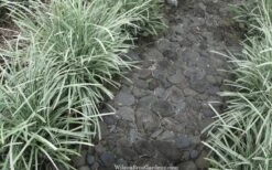 Silver Mist Mondo Grass - 6 Pack Of Pint Pots 12 Silver Mist Mondo Grass - 6 Pack Of Pint Pots -Garden Plant Seeds ophiopogon japonicus silver20mist modo grass 4