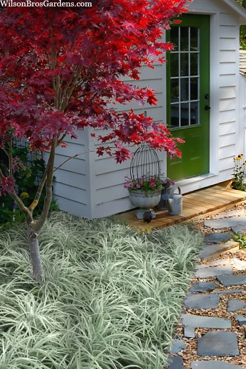 Silver Mist Mondo Grass - 6 Pack Of Pint Pots 3 Silver Mist Mondo Grass - 6 Pack Of Pint Pots