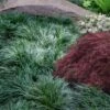 Tall Mondo Grass - 1 Gallon Pot -Garden Plant Seeds ophiopogon japonicus tall mondo grass 102
