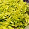 Golden Oregano - 5 Pack Of Pint Pots 2 Golden Oregano - 5 Pack Of Pint Pots -Garden Plant Seeds oregano golden 11 1