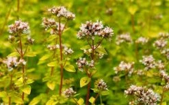 Golden Oregano - 5 Pack Of Pint Pots -Garden Plant Seeds oregano golden 2 1