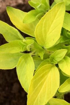 Golden Oregano - 5 Pack Of Pint Pots -Garden Plant Seeds oregano golden 6 1