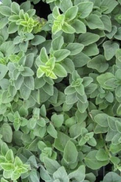 Hot & Spicy Oregano - 6 Pack Of Pint Pots -Garden Plant Seeds oregano hot spicey 700x550 1