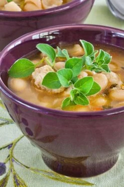 Hot & Spicy Oregano - 6 Pack Of Pint Pots -Garden Plant Seeds oreganum hot and spicy oregano 1