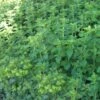 Hot & Spicy Oregano - 6 Pack Of Pint Pots -Garden Plant Seeds oreganum hot and spicy oregano 4