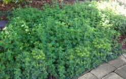 Hot & Spicy Oregano - 6 Pack Of Pint Pots -Garden Plant Seeds oreganum hot and spicy oregano 6