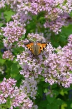 Hot & Spicy Oregano - 6 Pack Of Pint Pots -Garden Plant Seeds oreganum hot and spicy oregano 7