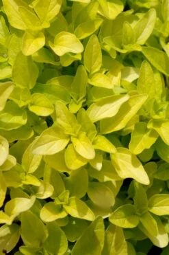 Golden Oregano - 6 Pack Of Pint Pots -Garden Plant Seeds origanum vulgare aurea golden oregano 10