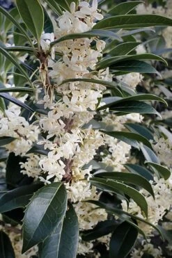 Fortune's Cold Hardy Tea Olive (Fragrant Osmanthus) - 3 Gallon Pot