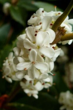 Fortune's Cold Hardy Tea Olive (Fragrant Osmanthus) - 7 Gallon Pot (4-5') -Garden Plant Seeds osmanthus fortunei fragrant tea olive 2 4