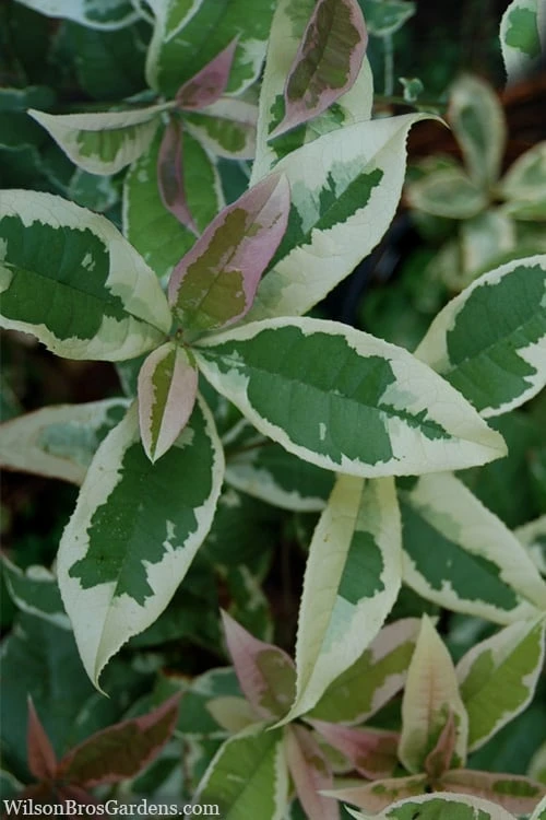 Pink Flush Variegated Tea Olive (Osmanthus Fragrans 'Yinbi Shuanghui') - 3 Gallon Pot 3 Pink Flush Variegated Tea Olive (Osmanthus Fragrans 'Yinbi Shuanghui') - 3 Gallon Pot