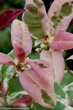 Pink Flush Variegated Tea Olive (Osmanthus Fragrans 'Yinbi Shuanghui') - 6 Pack Of 1 Gallon Pots 13 Pink Flush Variegated Tea Olive (Osmanthus Fragrans 'Yinbi Shuanghui') - 6 Pack Of 1 Gallon Pots -Garden Plant Seeds osmanthus frangrans yinbi shuangui variegated tea olive 10 2