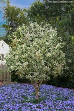 Pink Flush Variegated Tea Olive (Osmanthus Fragrans 'Yinbi Shuanghui') - 6 Pack Of 1 Gallon Pots 11 Pink Flush Variegated Tea Olive (Osmanthus Fragrans 'Yinbi Shuanghui') - 6 Pack Of 1 Gallon Pots -Garden Plant Seeds osmanthus frangrans yinbi shuangui variegated tea olive 8 2