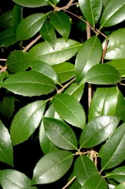 Fruitland's Fortune Tea Olive (Fragrant Osmanthus) - 6-Pack Of 1 Gallon Pots -Garden Plant Seeds osmanthus fruitlands fortune tea olive 1