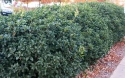 Fruitland's Fortune Tea Olive (Fragrant Osmanthus) - 6-Pack Of 1 Gallon Pots -Garden Plant Seeds osmanthus fruitlands fortune tea olive 4