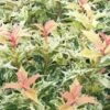 Goshiki Osmanthus (Variegated False Holly) - 1 Gallon Pot -Garden Plant Seeds osmanthus goshiki 23 2