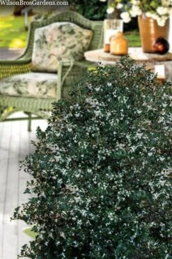 Party Princess 'Kaori Hime' Tea Olive - 7 Gallon Pot (2-3') -Garden Plant Seeds osmanthus heterophyllus kaori hime party princess tea olive 15