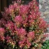 Party Lights Pink Flush Tea Olive - Osmanthus Heterophyllus - 6 Pack Of 1 Gallon Pots -Garden Plant Seeds osmanthus heterophyllus party lights tea olive 102 1