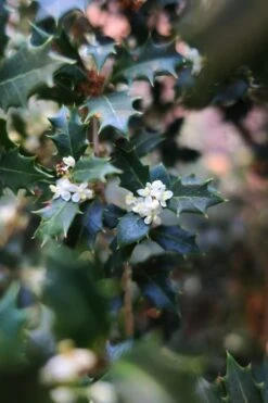 Party Princess 'Kaori Hime' Tea Olive - 7 Gallon Pot (2-3') -Garden Plant Seeds osmanthus kaori hime party princess tea olive 1