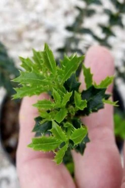 Party Princess 'Kaori Hime' Tea Olive - 7 Gallon Pot (2-3') -Garden Plant Seeds osmanthus kaori hime party princess tea olive 2