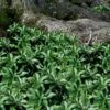 Pachysandra - Japanese Spurge - 18 Count Flat Of Pint Pots -Garden Plant Seeds pachysandra terminalis japanese spurge 103