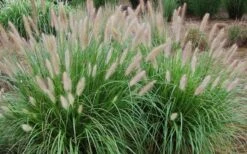 Etouffee Hardy Fountain Grass (Pennisetum Alopecuroides) - 1 Gallon Pot -Garden Plant Seeds pennisetum alopecuroides etouffee fountain grass 4