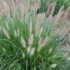 Etouffee Hardy Fountain Grass (Pennisetum Alopecuroides) - 1 Gallon Pot -Garden Plant Seeds pennisetum alopecuroides etouffee fountain grass 6