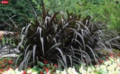 First Knight Fountain Grass (Pennisetum) - 3 Gallon Pot -Garden Plant Seeds pennisetum first knight 2