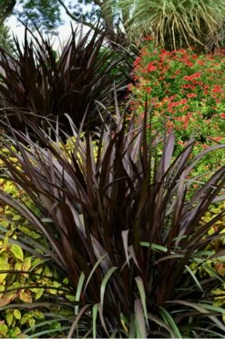 First Knight Fountain Grass (Pennisetum) - 3 Gallon Pot -Garden Plant Seeds pennisetum first knight 4