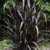 First Knight Fountain Grass (Pennisetum) - 3 Gallon Pot -Garden Plant Seeds pennisetum first knight 5