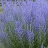 Blue Jean Baby Russian Sage (Perovskia) - 1 Gallon Pot -Garden Plant Seeds perovskia atriplicifolia blue jean baby russian sage 2