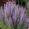 Sage Advice Russian Sage - 1 Gallon -Garden Plant Seeds perovskia sage advice russian sage 105